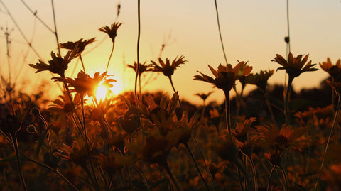 A Taste of Place: How Single Source Honey Captures the Flavor of the Land - Ames Farm Single Source Honey