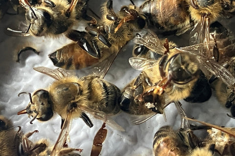 Death by 1000 Cuts - The Big Bee Loss of 2024 - Ames Farm Single Source Honey