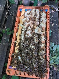 Why Buy a Bee Nuc Versus a Package of Bees? - Ames Farm Single Source Honey