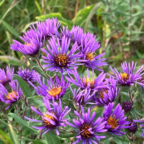 Fall Asters Honey