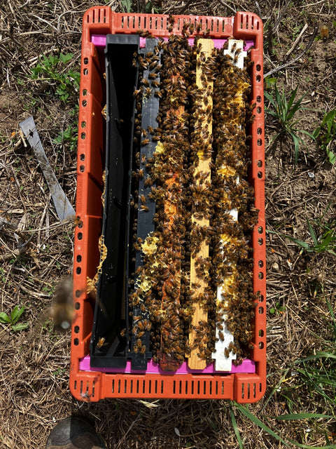 Bee Nucs Minnesota 2024 - Ames Farm Single Source Honey