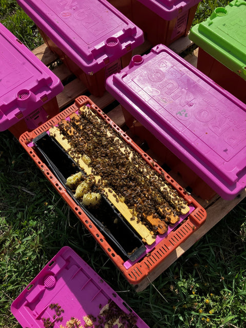 Bee Nucs Minnesota 2024 - Ames Farm Single Source Honey