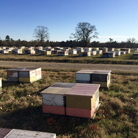 Bee Nucs Texas Spring 2025 - Ames Farm Single Source Honey