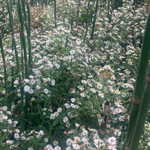 Fall Asters Honey - Ames Farm Single Source Honey
