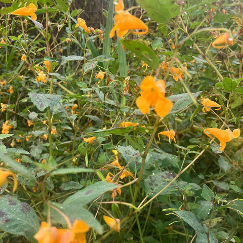 Jewelweed Honey - Ames Farm Single Source Honey