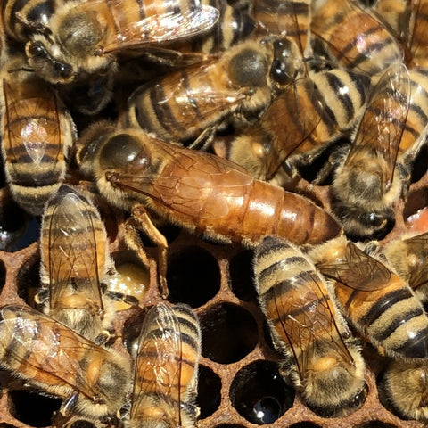 4 Frame Nucleus Hive of Honeybees - Spring 2022 - Ames Farm Single Source Honey