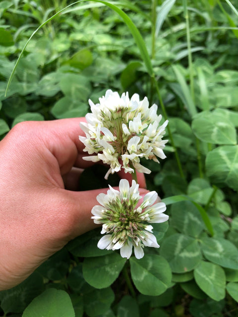 Alsike Clover Seeds - Ames Farm Single Source Honey