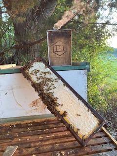 Beehive & Beekeeper Rentals MN - Ames Farm Single Source Honey