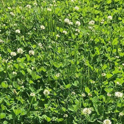clover seed planting depth White Dutch Clover Seeds 5 pounds
