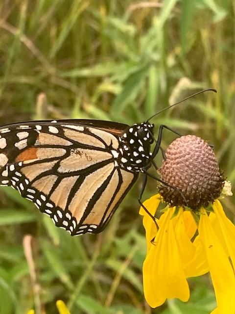 Land for Bees Subscription - Ames Farm Single Source Honey