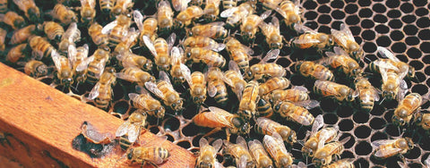 Help Wanted Beekeeper Job Opening - Ames Farm Single Source Honey