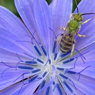 Silent Spring All Over Again - Ames Farm Single Source Honey