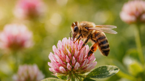 What Do Bees Do in the Spring? - Ames Farm Single Source Honey