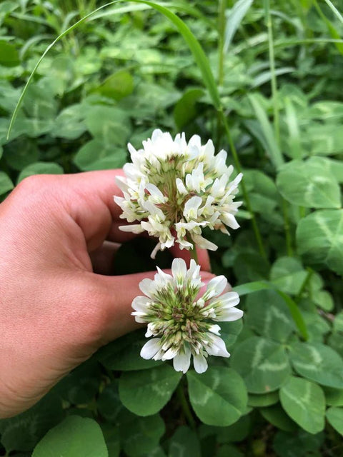 Why Clover Is So Important to Pollinators – Ames Farm Single