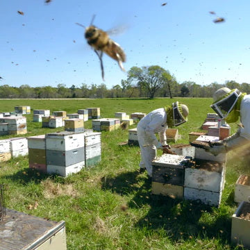 Honey Bees For Sale | Beekeeping Services | Nucs For Sale