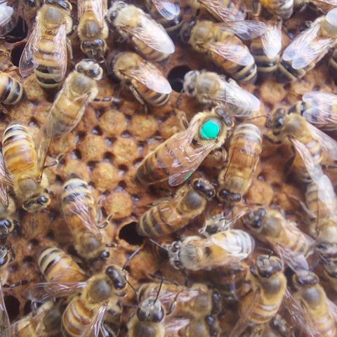 Bee Nucs Texas Spring 2026 - Ames Farm Single Source Honey
