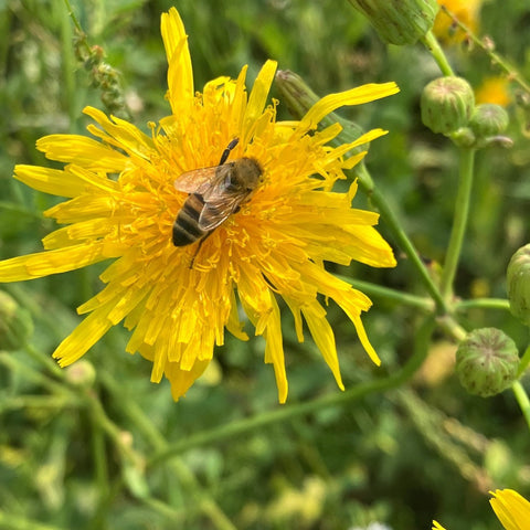 Dandelion Honey - Ames Farm Single Source Honey