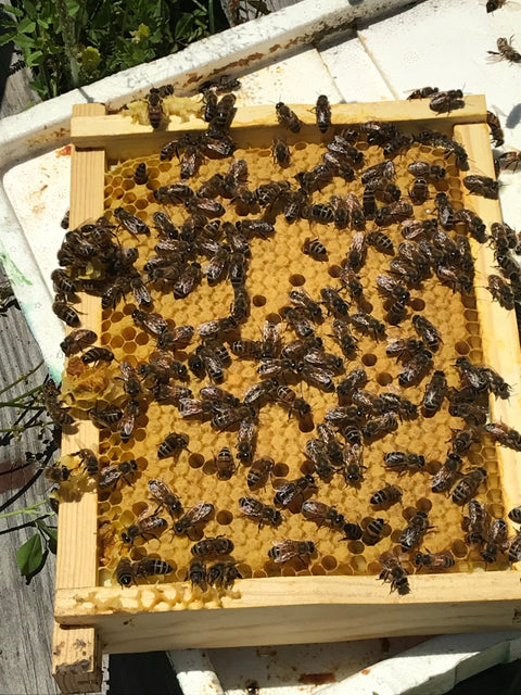 4 Frame Nucleus Hive of Honeybees - MN Late Spring 2022 - Ames Farm Single Source Honey