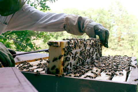 Beekeeping Class