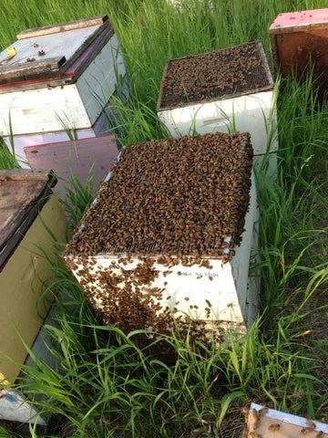 Beekeeping Services - Ames Farm Single Source Honey
