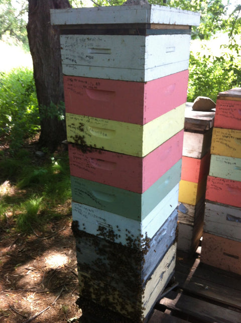 Hands On Mid Season 2022 Beekeeping Class - Ames Farm Single Source Honey