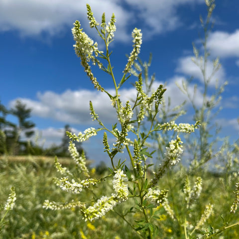 Sweet Clover Seeds