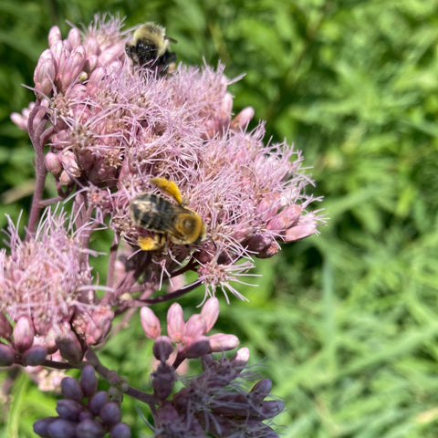 Land for Bees Subscription - Ames Farm Single Source Honey