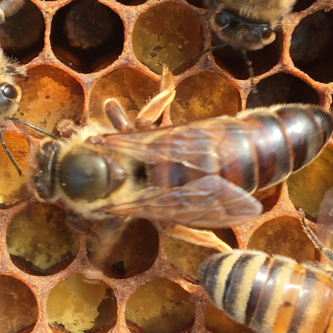 Queen Bees VSH - Ames Farm Single Source Honey