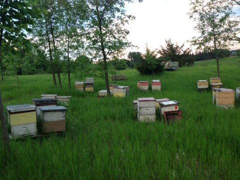 Spring 2022 Beekeeping Class & Nucleus Hive Bundle - Ames Farm Single Source Honey