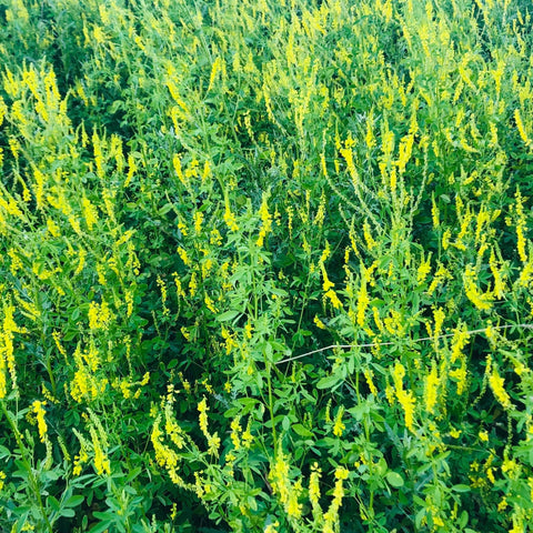 Yellow Sweet Clover Seeds - Ames Farm Single Source Honey